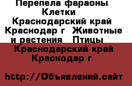 Перепела фараоны. Клетки. - Краснодарский край, Краснодар г. Животные и растения » Птицы   . Краснодарский край,Краснодар г.